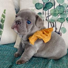 Ebenezer - Brindle French Bulldog puppy in Petaluma, California from Luma Frenchies