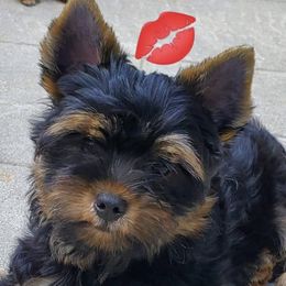 Havanese and Yorkshire Terriers from Circle Puppies