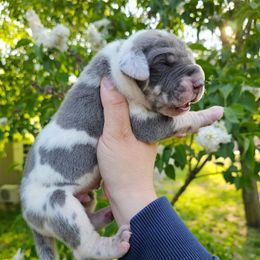 Titan - Harlequin male Great Dane puppy in Beulah, Michigan from Northwood Euro Danes and Bassets
