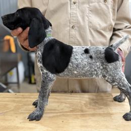 Mickey Green collar - Black roan male German Shorthaired Pointer puppy in Six Mile, South Carolina from The Proper Pointer Co.