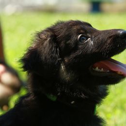 German Shepherd Puppies from Jane Dancosse's German Shepherds