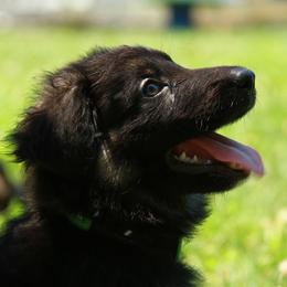 German Shepherd Puppies from Jane Dancosse's German Shepherds