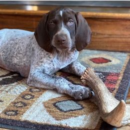 German Shorthaired Pointer Puppies from New England Premier GSPs