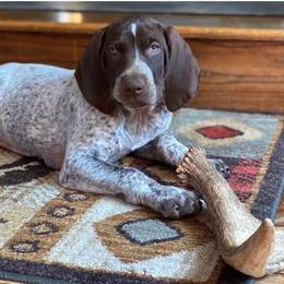 German Shorthaired Pointer Puppies from New England Premier GSPs