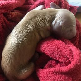 Dachshund Puppies from Rosie Posie Doxies