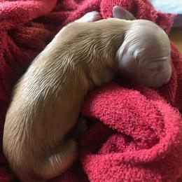 Dachshund Puppies from Rosie Posie Doxies