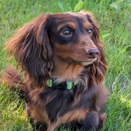 Prince Charming - Dachshund