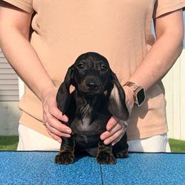 Bartok - Black and tan male Dachshund puppy in Toledo, Ohio from Baldox Dachshunds