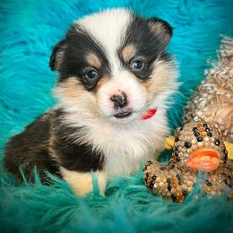 Laney - Black and tan female American Corgi puppy in Los Lunas, New Mexico from Blue Diamond Welsh corgis
