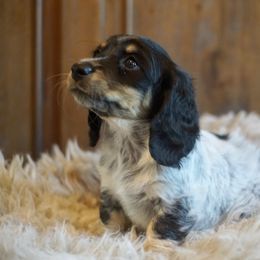 Dachshund Puppies from Dachshund Den