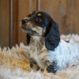 Dachshund Puppies from Dachshund Den
