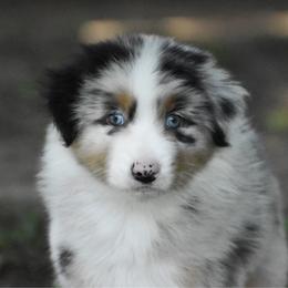 Hunter - Blue merle male Australian Shepherd puppy in Easton, Missouri from MMA Kennel