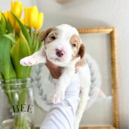 BEE - Caramel ice male Australian Labradoodle puppy in Palmdale, California from Heavenly Doodles