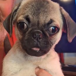 Boy 1 - Fawn male Pug puppy in Gadsden, Alabama from Gadsden Pugs