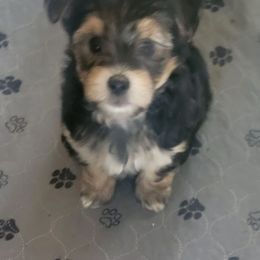 Baby boy - Black and tan Morkie puppy in Gloucester, Virginia from Jenkins Morkies