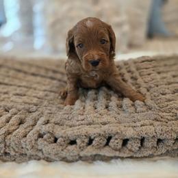 No Collar - Red  male Goldendoodle puppy in Somerville, Alabama from Southern Enchanted Doodles