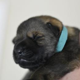Blue collar - Sable male German Shepherd puppy in Wahoo, Nebraska from Von Solidago