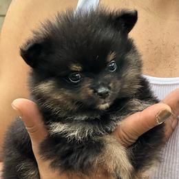 Piper - Black and tan male Pomeranian puppy in Kansas City, Missouri from S&K Pomeranians
