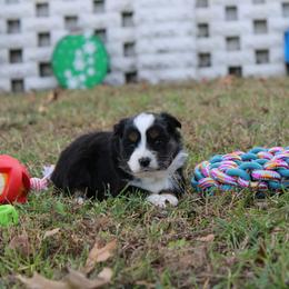 Grumpy - Black tri male Toy Australian Shepherd puppy in Springfield, Missouri from Long's lil Aussies