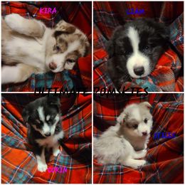 Pomsky Puppies from Ultimate Pomskies LLC
