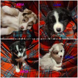 Pomsky Puppies from Ultimate Pomskies LLC