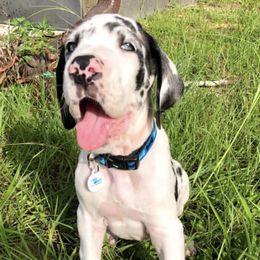 Great Danes from Southern Danes LLC