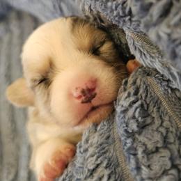 AKC Cardigan Boy 'Dash - Blue merle and white male Cardigan Welsh Corgi puppy in Tombstone, Arizona from WeVolution Off-Grid