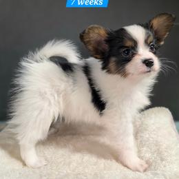 L3A Holding Out For A Hero - White black and tan male Papillon puppy in Davenport, Washington from Lovely Ladies and Little Asses Miniature Equines (L3A Pomeranians & Papillons)