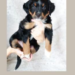 Ivy - Black tri female Miniature Australian Shepherd puppy in Georgetown, Texas from The Darling Pup