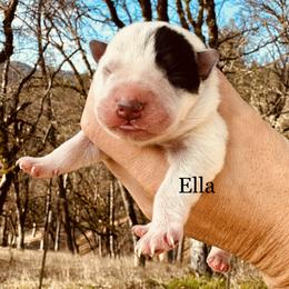 Ella - Blue speckled female Australian Cattle Dog puppy in Redding, California from Macushla Kennel