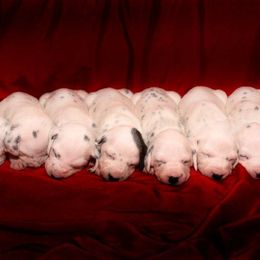Dalmatians from Soulryde Dalmatians