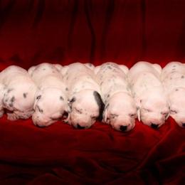 Dalmatians from Soulryde Dalmatians