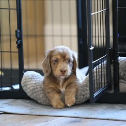 Dachshund Puppies from Gem State Mini Dachshunds