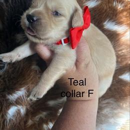 Teal collar - Golden female Golden Retriever puppy in Jesup, Georgia from Painted Platinum Retrievers (Painted Platinum Kennel) PPK