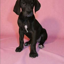 Jodie - Black female Great Dane puppy in Walker, Louisiana from La Rebel Danes