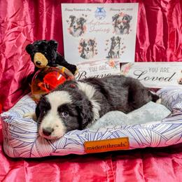 Blaze - Black & white male Australian Shepherd puppy in Citra, Florida from AEW Farm