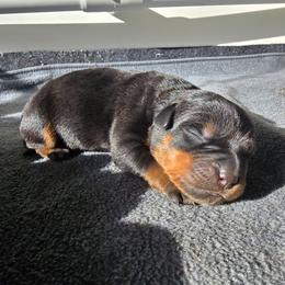 Rose - Black and mahogany female Rottweiler puppy in Salt Lake City, Utah from Snubnose Rottweilers LLC