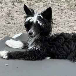 Chinese Crested Puppies from BryMar Chinese Cresteds