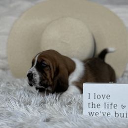 Basset Hound Puppies from AKC Basset Hounds Puppy