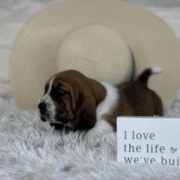 Basset Hound Puppies from AKC Basset Hounds Puppy