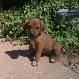 Elle - Rd whtn blk nose female Rhodesian Ridgeback puppy in Carney, Oklahoma from River Run Parson Russell terriers & River Run Ridgebacks