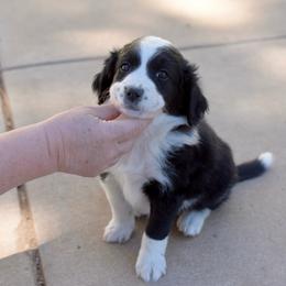 Sally - Black and white female Aussiedoodle puppy in Peyton, Colorado from Colorful Colorado Aussiedoodles