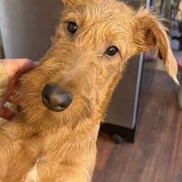 Irish Terrier and Scottish Terrier Puppies from Avonlea Terriers