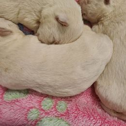 Girl 3 - White female West Highland White Terrier puppy in Hoschton, Georgia from AKC  Westie World
