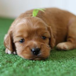 Basil - Red male Cavapoo puppy in Springtown, Texas from North Texas Puppies