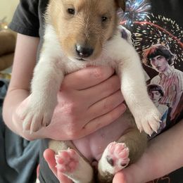 Collie Puppies from Vintage Collies