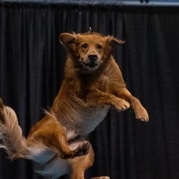 Jaeger the Bomb - Golden Retriever