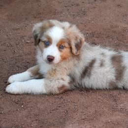 Halo - Red merle female Australian Shepherd puppy in San Tan Valley, Arizona from Mott Ranch - Blazin' Sun Aussies