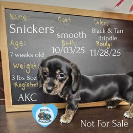 Salem - Black and cream male Dachshund puppy in Hoquiam, Washington from Heyd's Mini Dachshunds
