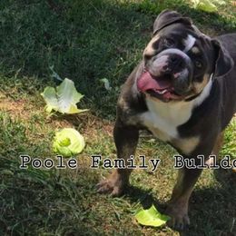 Biscuit - Bulldog